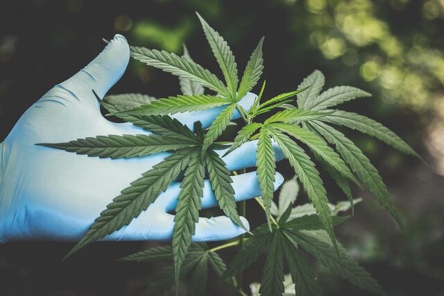 Cannabis Addiction