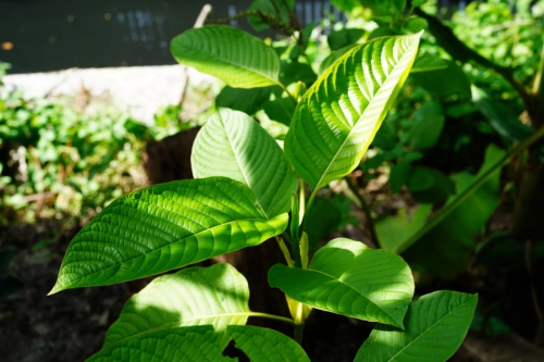 What Is Kratom?