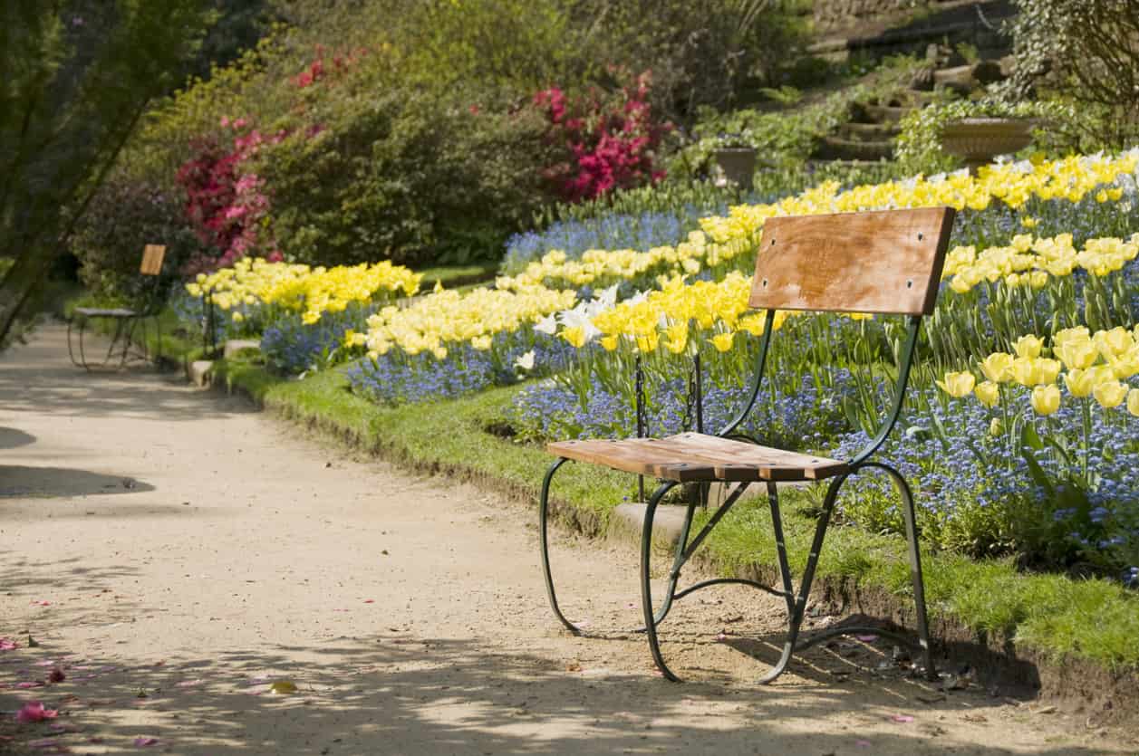 Park bench with white and yellow tulips on a sloping verge behind