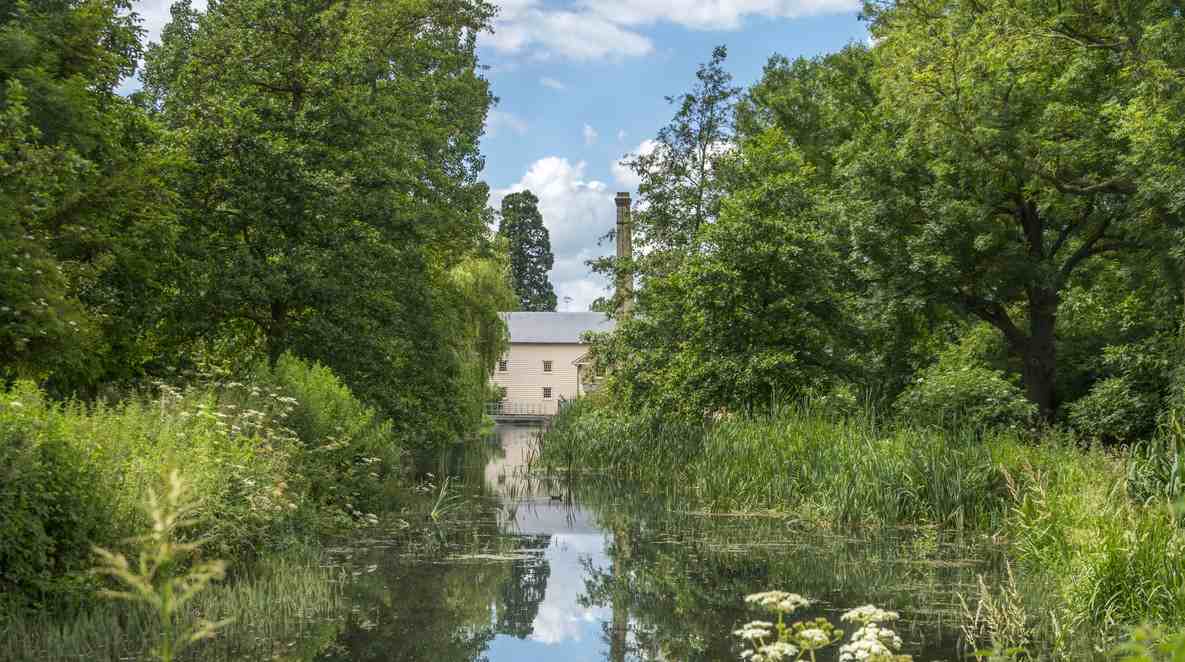Pond scene