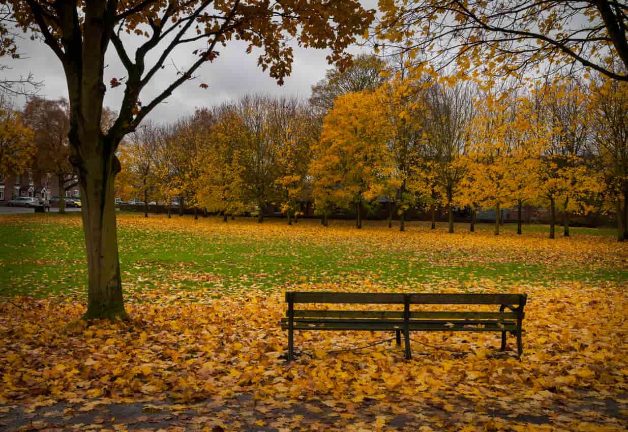 Park bench surrounded by trees with yellow autumn leaves scattered on the ground