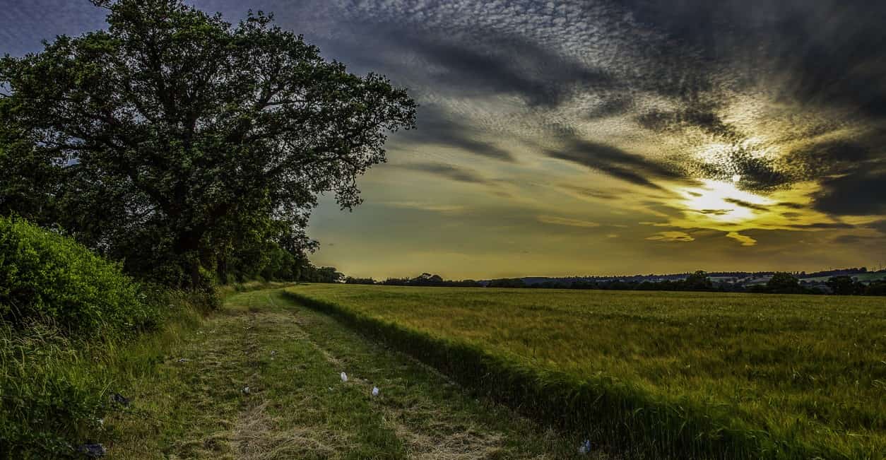 Fields in Barnet